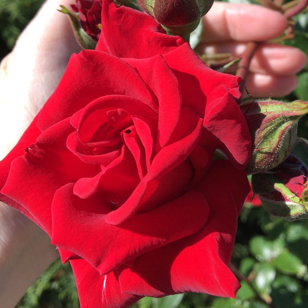 Rosa Korkeltin syn. Rosa Tradition in the GardenTags plant encyclopedia Rose Traditon (Climbing) in the GardenTags plant encyclopedia