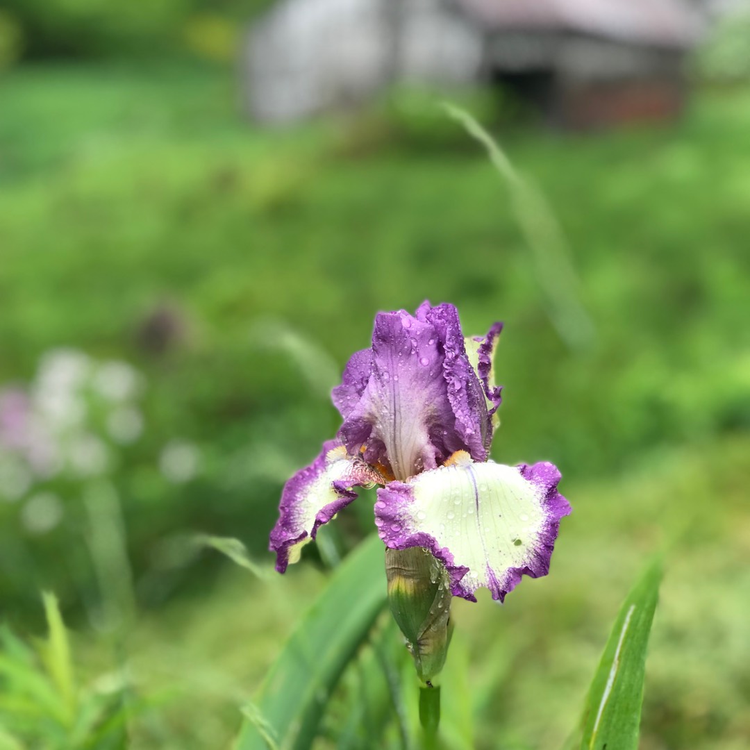Iris x germanica Bountiful Harvest in the GardenTags plant encyclopedia Bearded Iris Bountiful Harvest (Tall) in the GardenTags plant encyclopedia