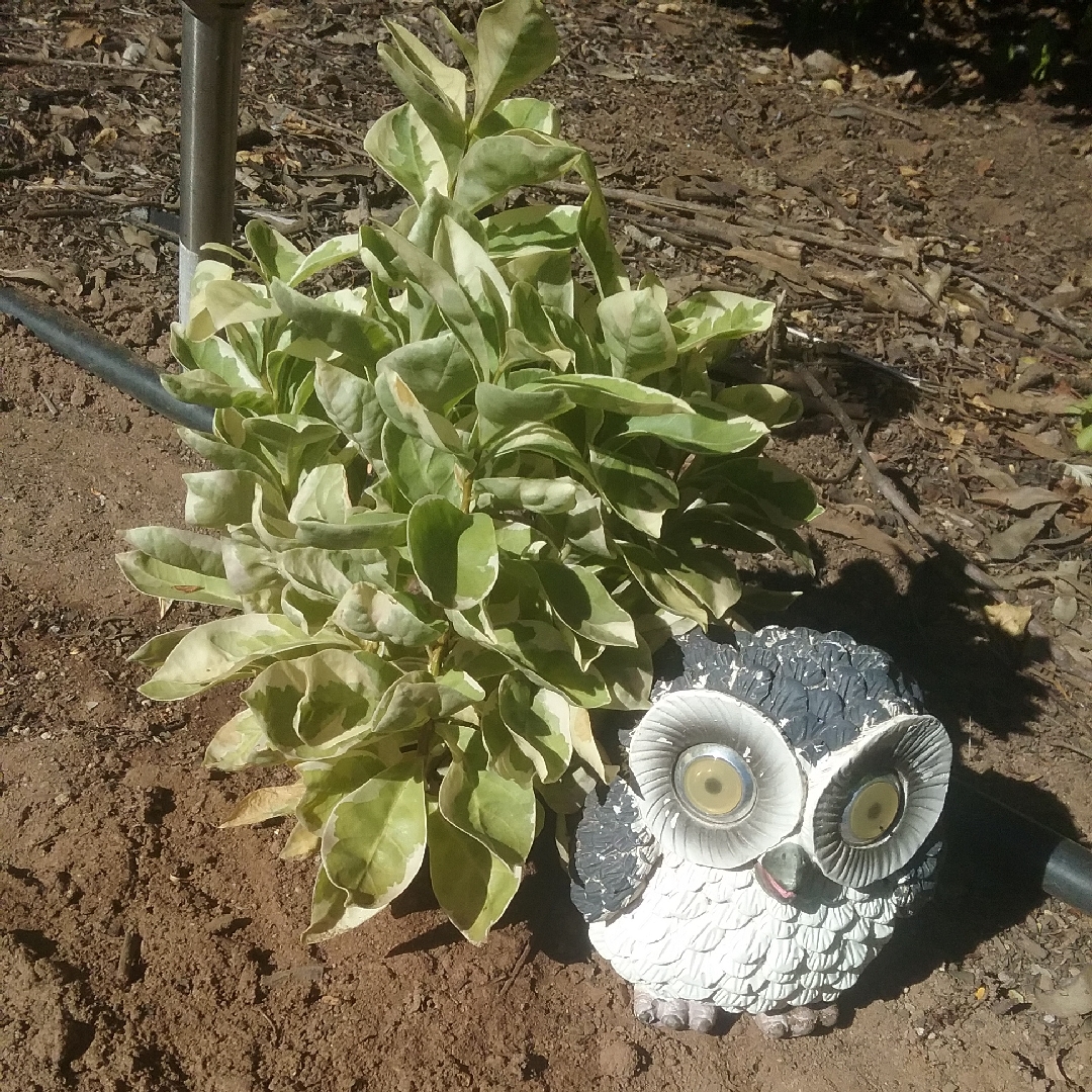 Brunfelsia latifolia variegata in the GardenTags plant encyclopedia Variegated compact Yesterday-today-and tomorrow in the GardenTags plant encyclopedia