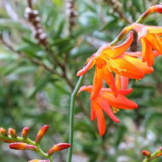 Montbretia Twilight Fairy Gold in the GardenTags plant encyclopedia