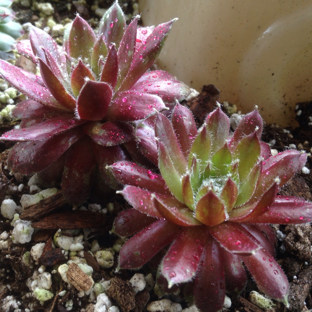 Sempervivum Jade Rose in the GardenTags plant encyclopedia Sempervivum Jade Rose in the GardenTags plant encyclopedia