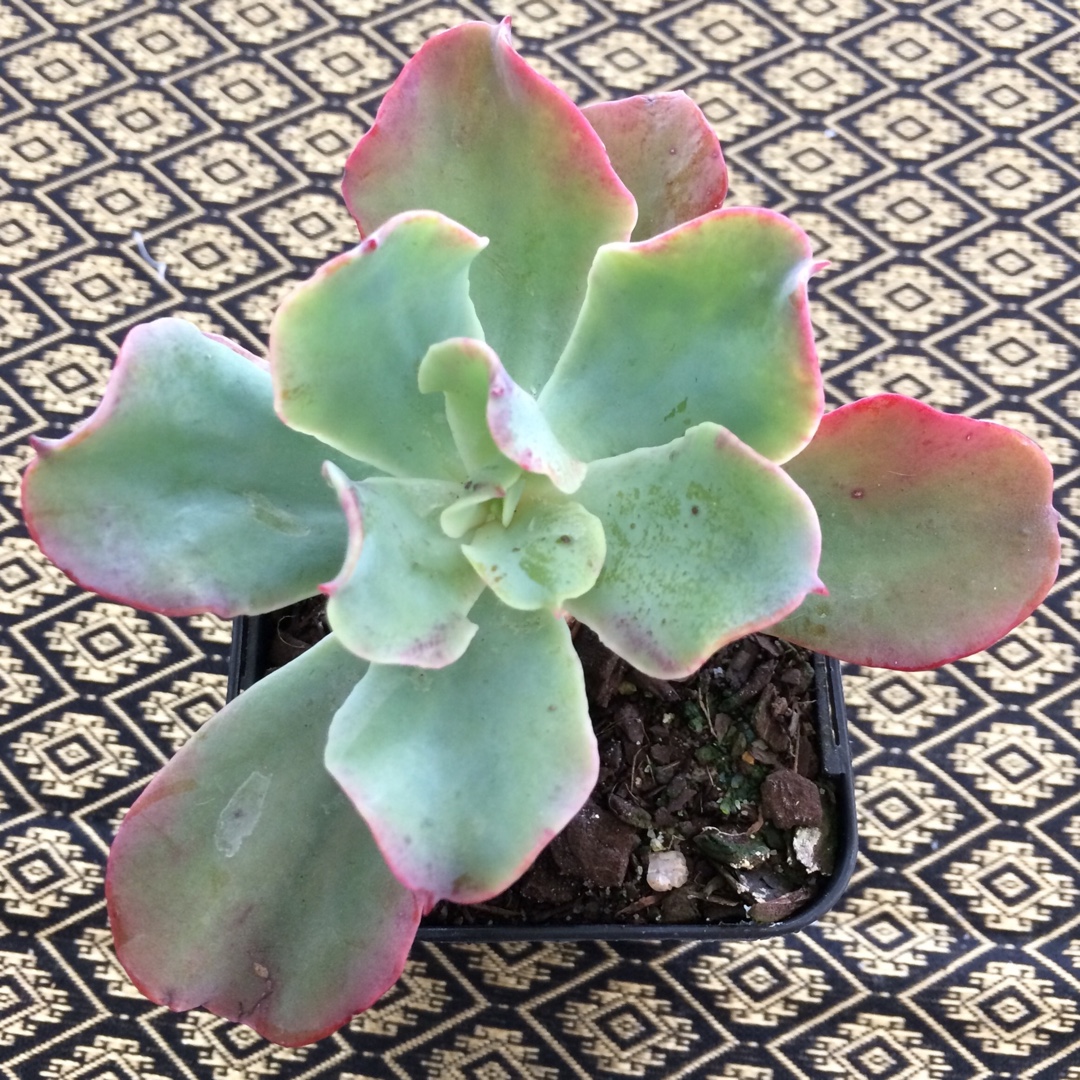 Echeveria Blue Jay in the GardenTags plant encyclopedia Echeveria Blue Jay in the GardenTags plant encyclopedia