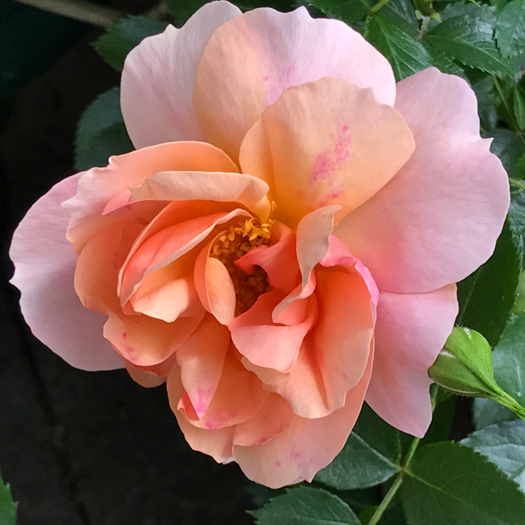 Rosa New Beginnings in the GardenTags plant encyclopedia Rose New Beginnings in the GardenTags plant encyclopedia