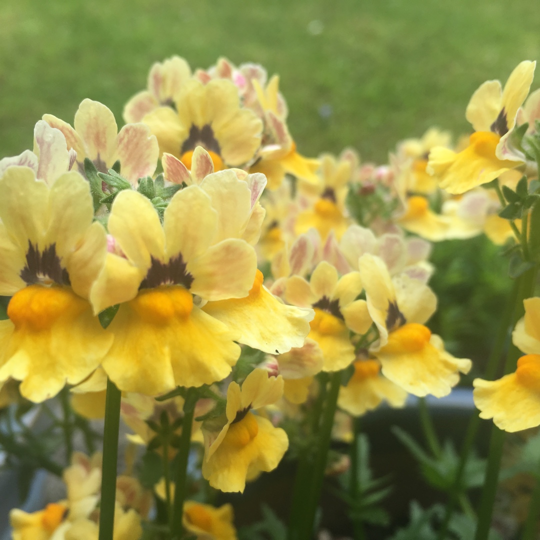 Nemesia Sunmesia Yellow in the GardenTags plant encyclopedia Nemesia Sunmesia Yellow in the GardenTags plant encyclopedia