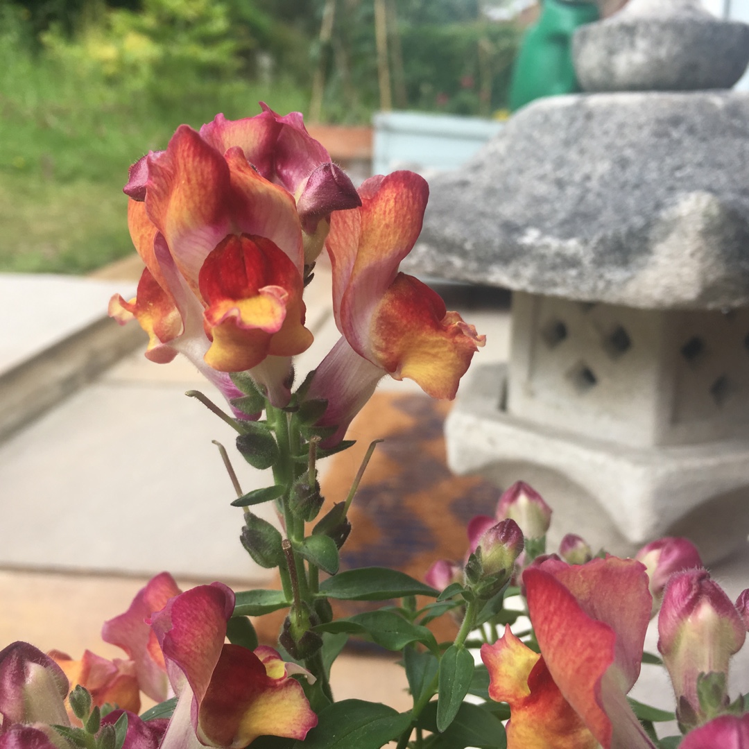 Antirrhinum majus PAS951110 (Snapshot Series) syn. Antirrhinum majus Snapshot Sunset in the GardenTags plant encyclopedia Snapdragon Snapshot Sunset in the GardenTags plant encyclopedia