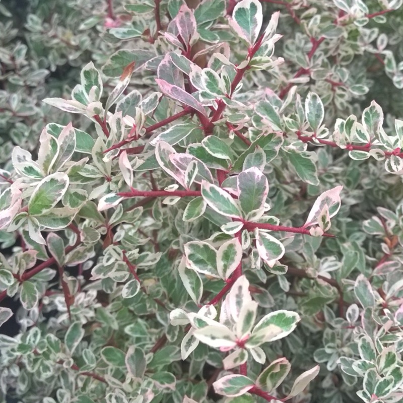 Pyracantha Sparkler in the GardenTags plant encyclopedia Firethorn Sparkler in the GardenTags plant encyclopedia
