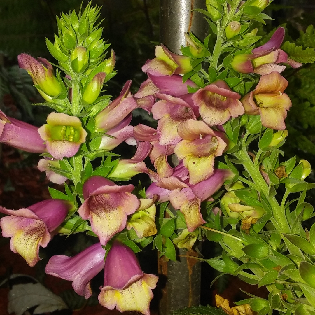 Digitalis x hybrida Foxlight™ Ruby Glow in the GardenTags plant encyclopedia Foxglove Foxlight™Ruby Glow in the GardenTags plant encyclopedia