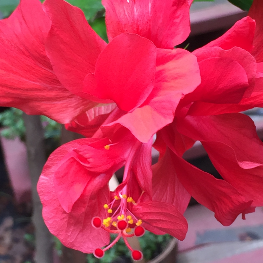 Hibiscus rosa-sinensis Red Dragon syn. H. rosa-sinensis Mongon in the GardenTags plant encyclopedia Hibiscus Red Dragon in the GardenTags plant encyclopedia