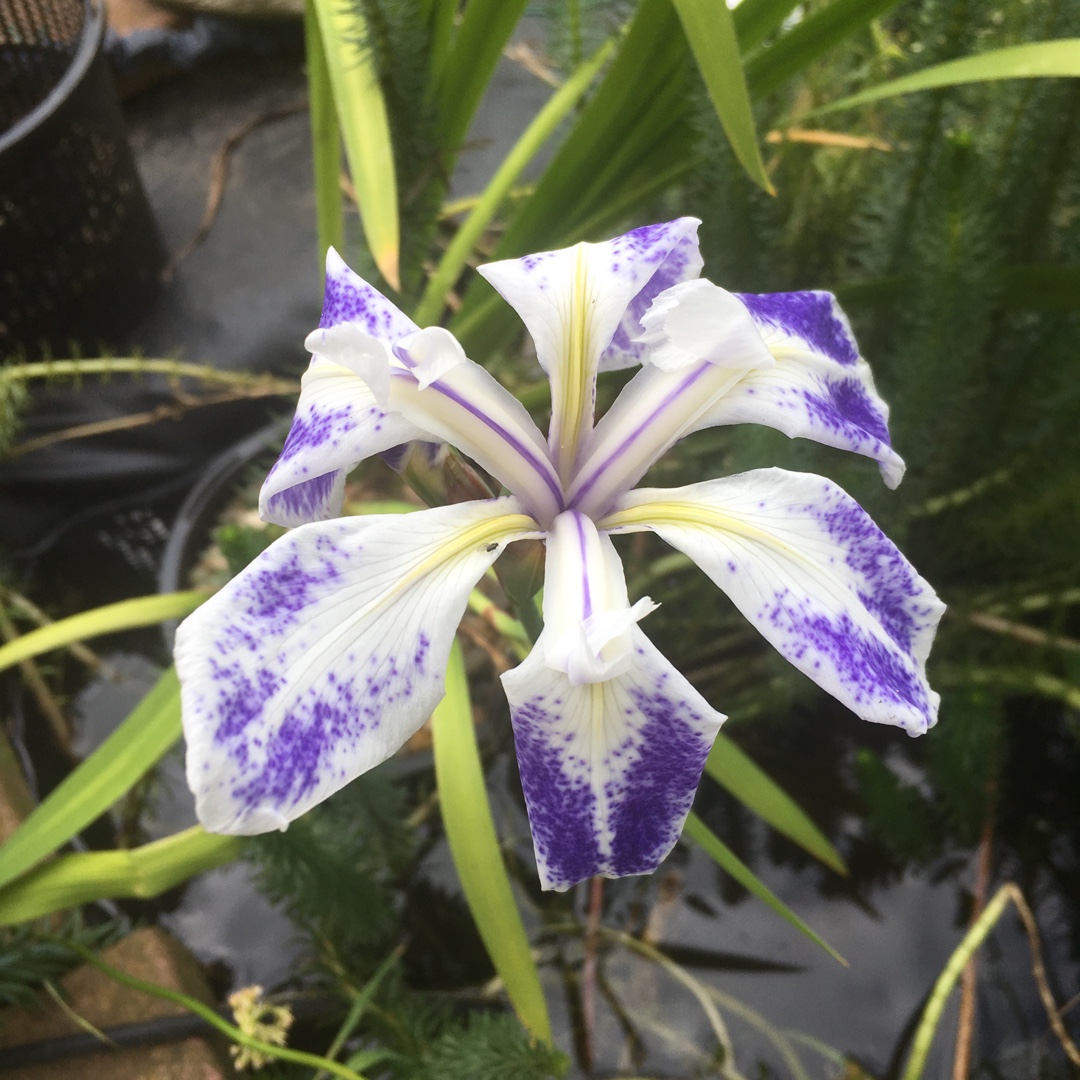 Iris Laevigata Mottled Beauty in the GardenTags plant encyclopedia Iris Mottled Beauty in the GardenTags plant encyclopedia