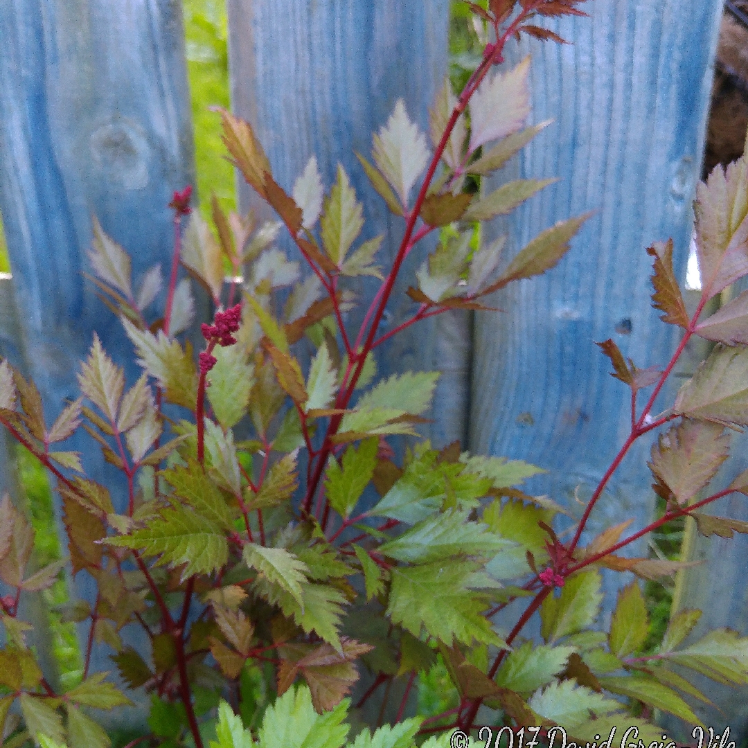 Astilbe japonica Etna in the GardenTags plant encyclopedia False Goats Beard M Etna in the GardenTags plant encyclopedia