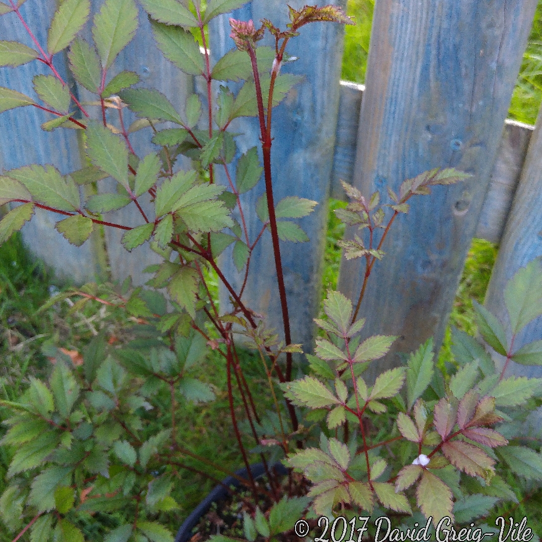 Astilbe Ostrich Plume in the GardenTags plant encyclopedia