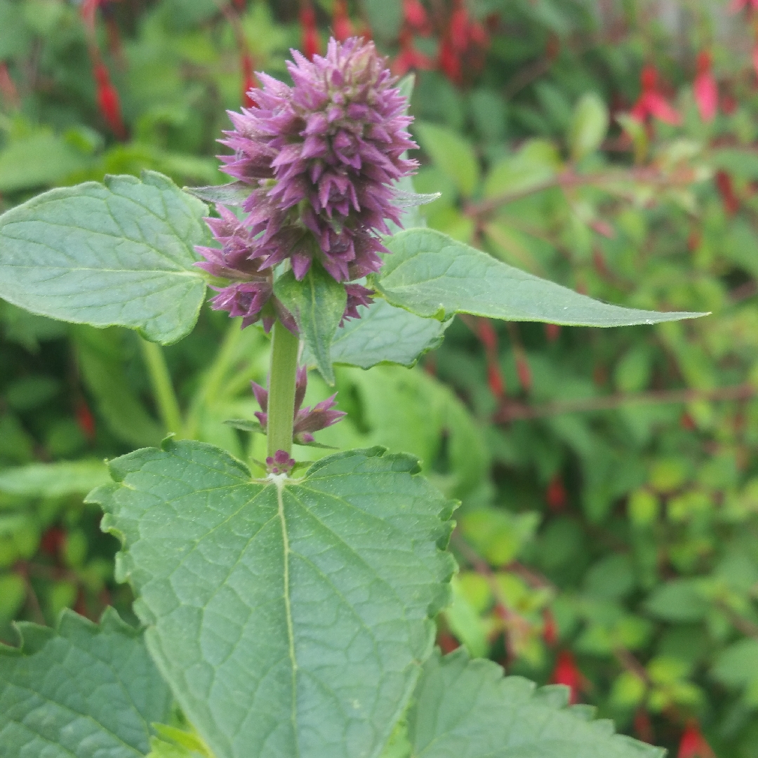 Agastache Blue Boa in the GardenTags plant encyclopedia Hyssop Blue Boa in the GardenTags plant encyclopedia