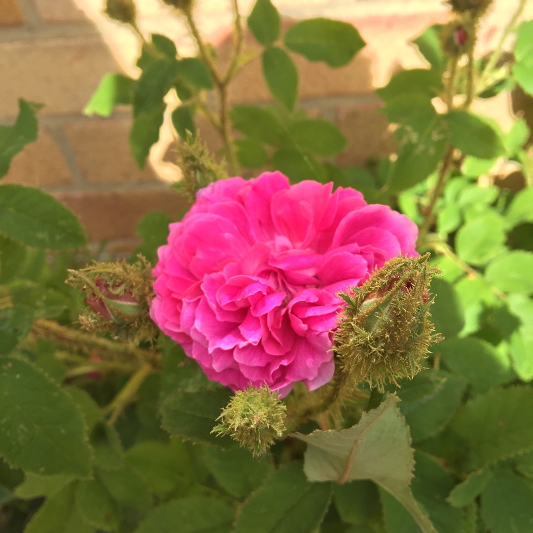 Rosa Little Gem in the GardenTags plant encyclopedia Old Rose Little Gem in the GardenTags plant encyclopedia