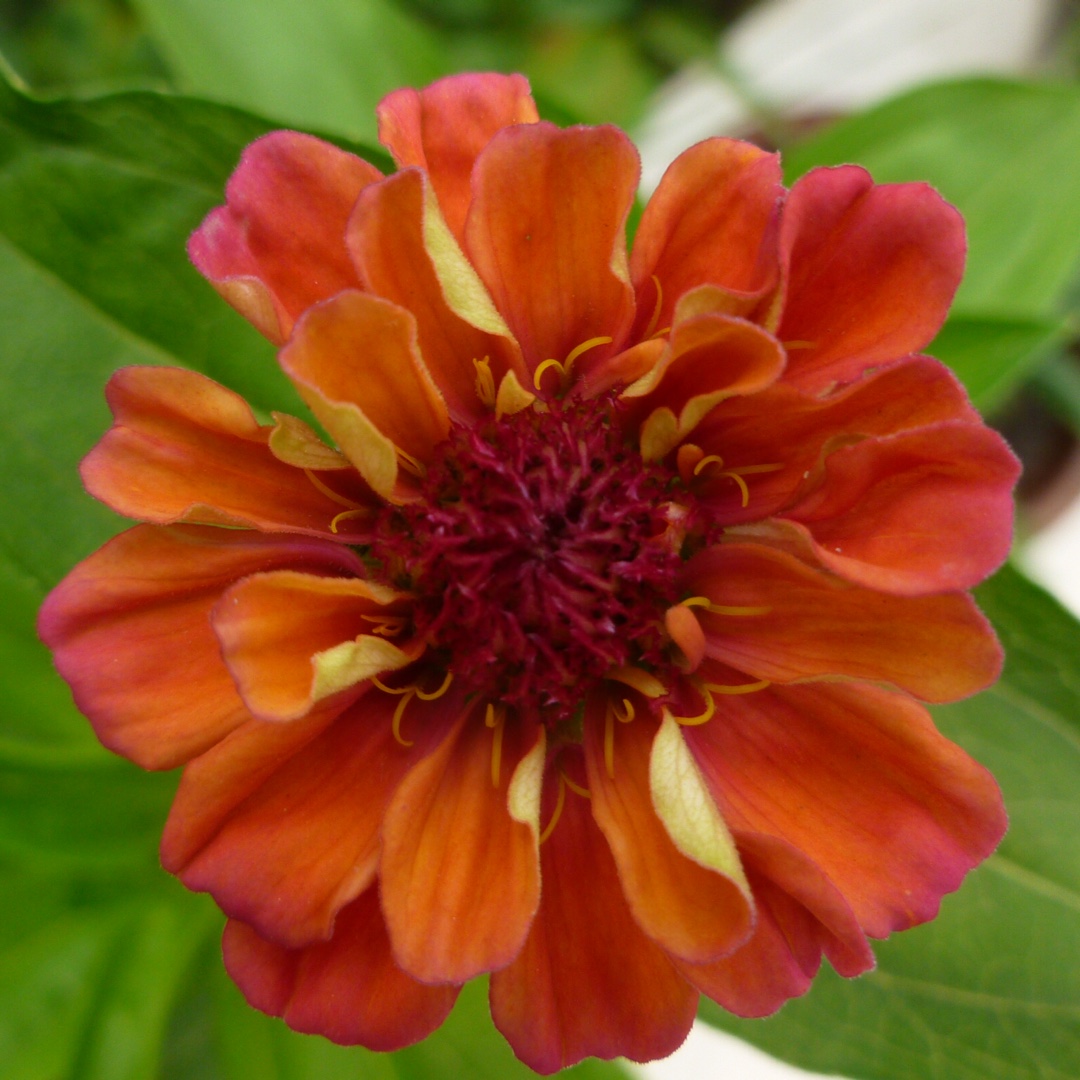 Zinnia Faberge Mix in the GardenTags plant encyclopedia Zinnia Faberge Mix in the GardenTags plant encyclopedia