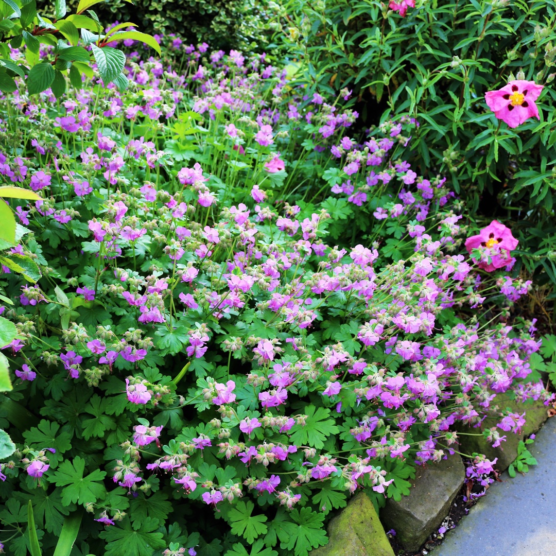 Geranium x cantabrigiense Karmina in the GardenTags plant encyclopedia Cranesbill Karmina in the GardenTags plant encyclopedia