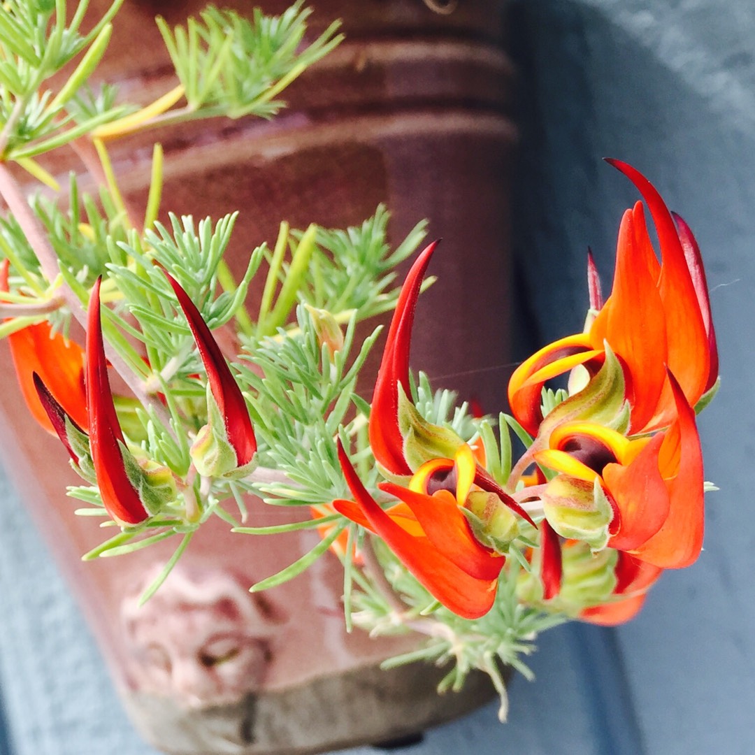 Lotus Vine Gold Flash in the GardenTags plant encyclopedia
