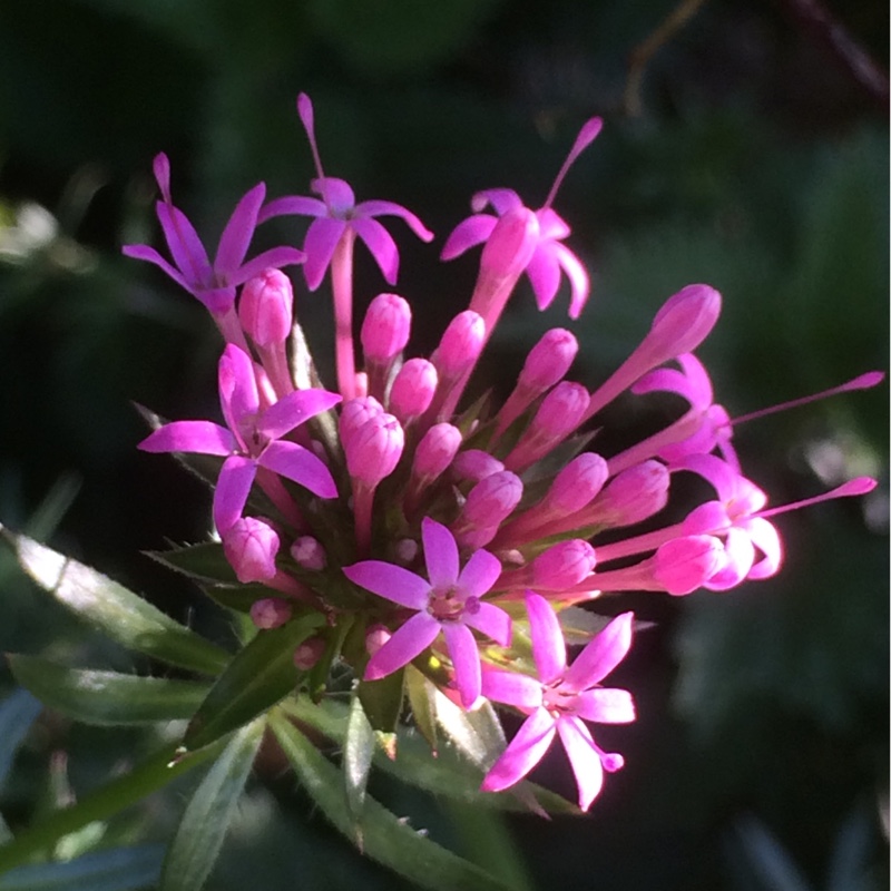 Phuopsis stylosa syn. Crucianella stylosa in the GardenTags plant encyclopedia Caucasian Crosswort in the GardenTags plant encyclopedia