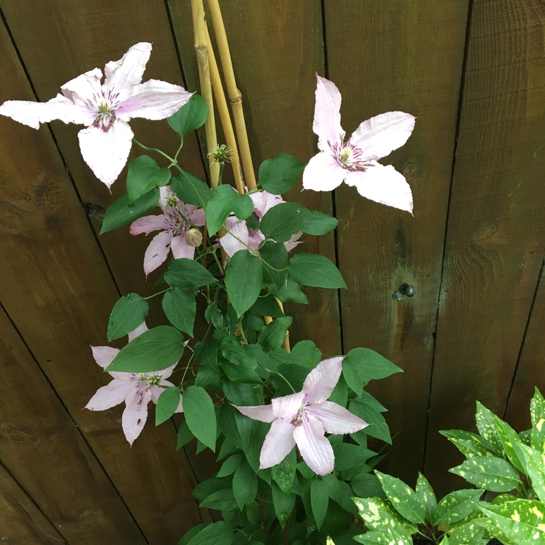 Clematis Esme Evipo048 in the GardenTags plant encyclopedia Clematis Esme in the GardenTags plant encyclopedia