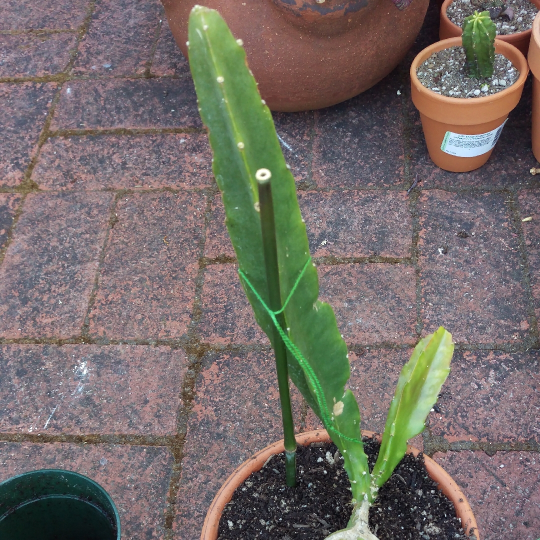 Epiphyllum julia in the GardenTags plant encyclopedia Epiphyllum Julia in the GardenTags plant encyclopedia