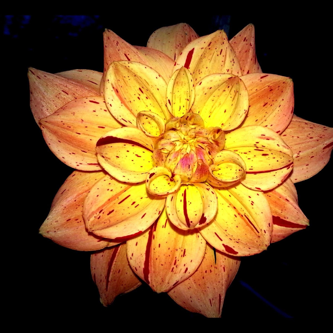 Dahlia Freckle Face in the GardenTags plant encyclopedia Dahlia Freckle Face in the GardenTags plant encyclopedia