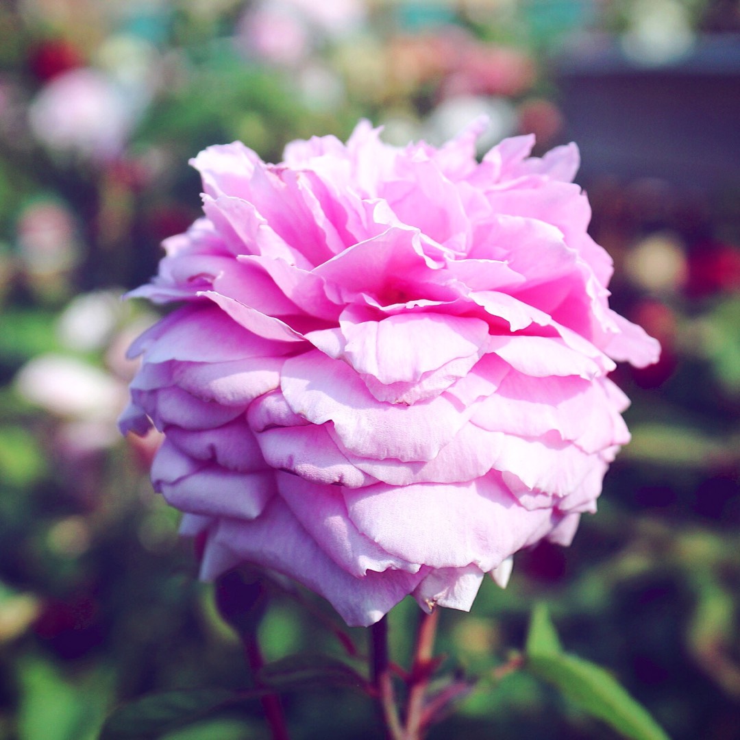 Rosa The Mayflower in the GardenTags plant encyclopedia Rose The Mayflower in the GardenTags plant encyclopedia