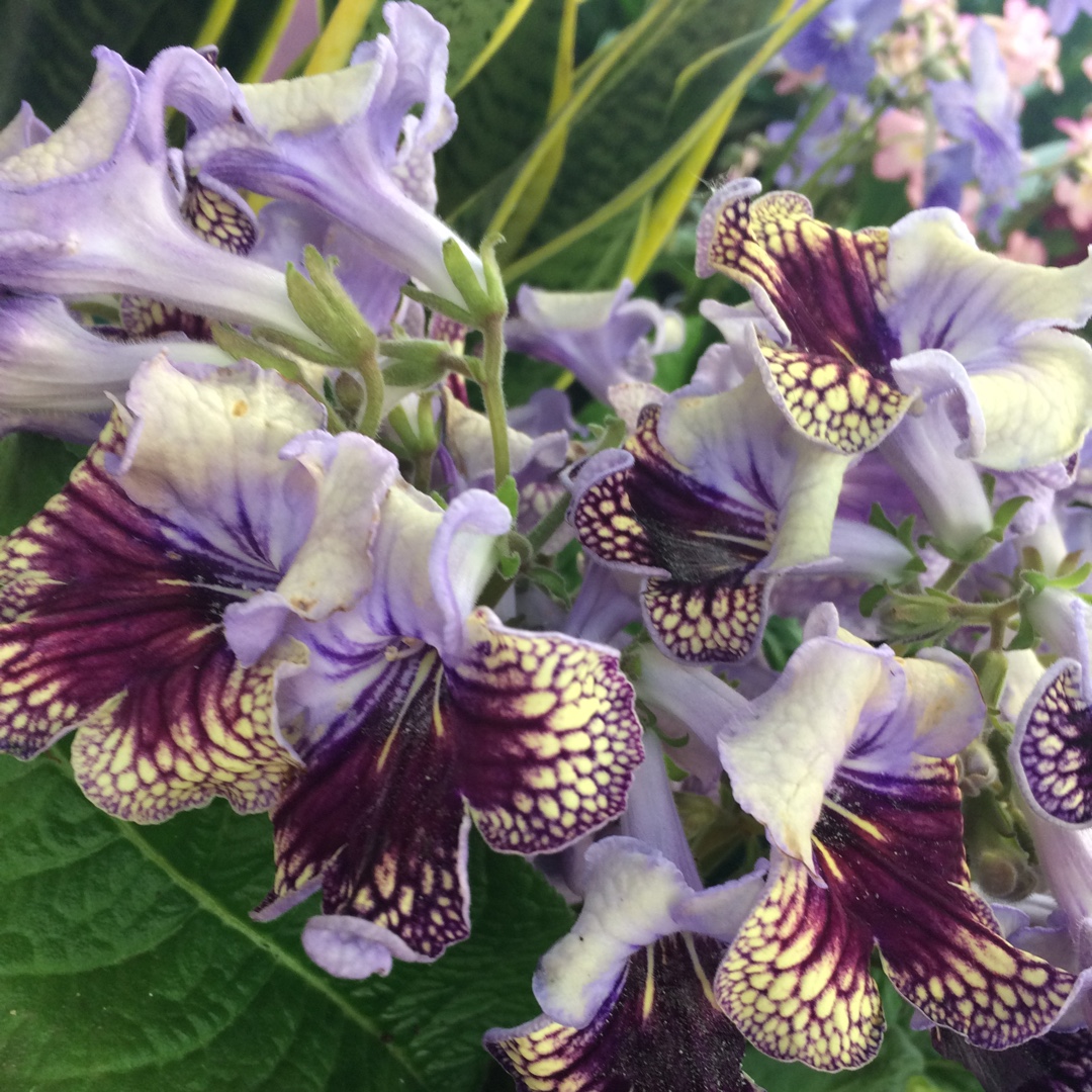Streptocarpus Harlequin Lace in the GardenTags plant encyclopedia Cape Primrose Harlequin Lace in the GardenTags plant encyclopedia