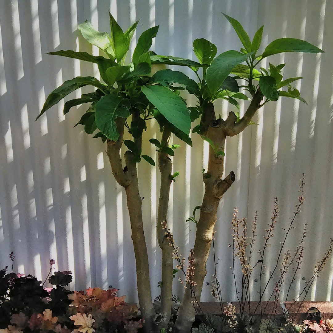 Brugmansia Betty Marshall in the GardenTags plant encyclopedia Angels Trumpet Betty Marshall in the GardenTags plant encyclopedia