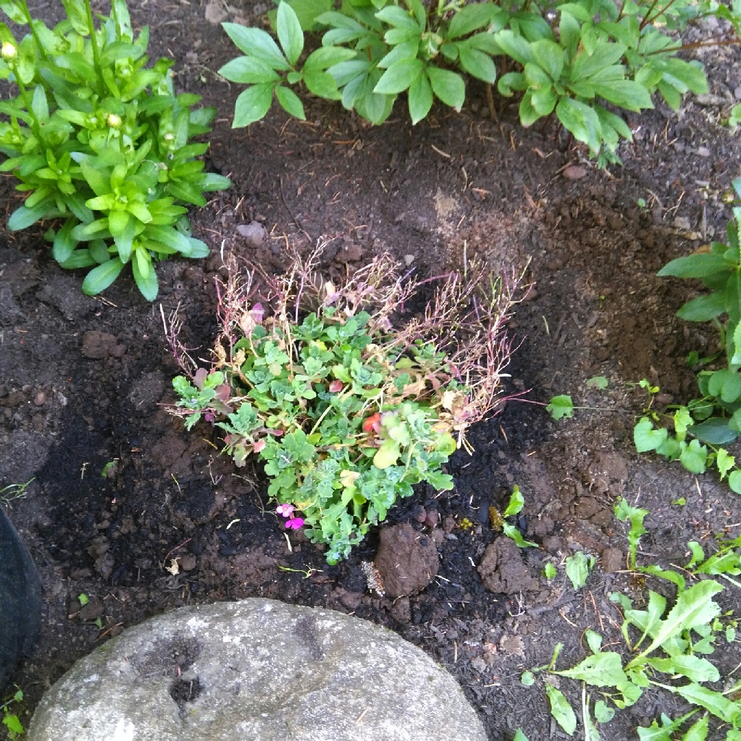 Arabis Caucasica Compinkie in the GardenTags plant encyclopedia Rock Cress Compinkie in the GardenTags plant encyclopedia