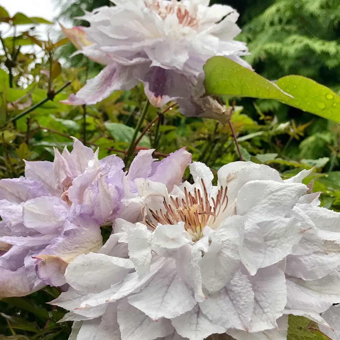 Clematis Veronicas Choice in the GardenTags plant encyclopedia Clematis Veronicas Choice in the GardenTags plant encyclopedia