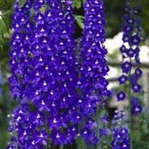 Delphinium elatum Polarnacht in the GardenTags plant encyclopedia Delphinium Polarnacht in the GardenTags plant encyclopedia