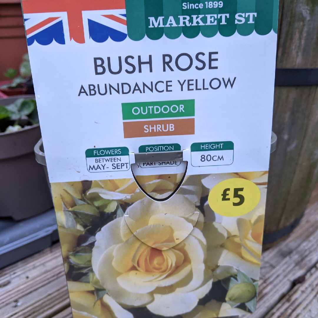 Rose Yellow Abundance in the GardenTags plant encyclopedia