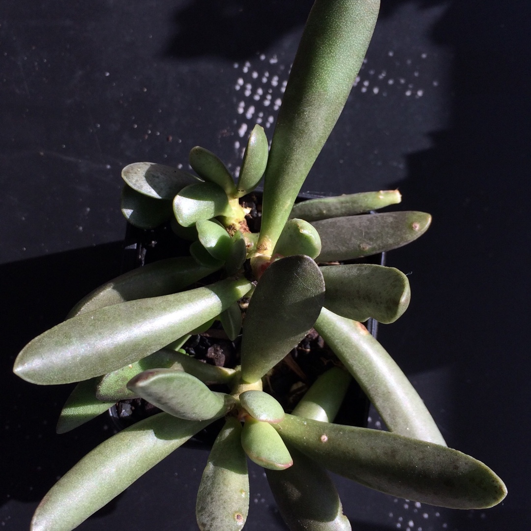 Adromischus cooperi f. poelnitzianus in the GardenTags plant encyclopedia Adromischus poelnitzianus in the GardenTags plant encyclopedia