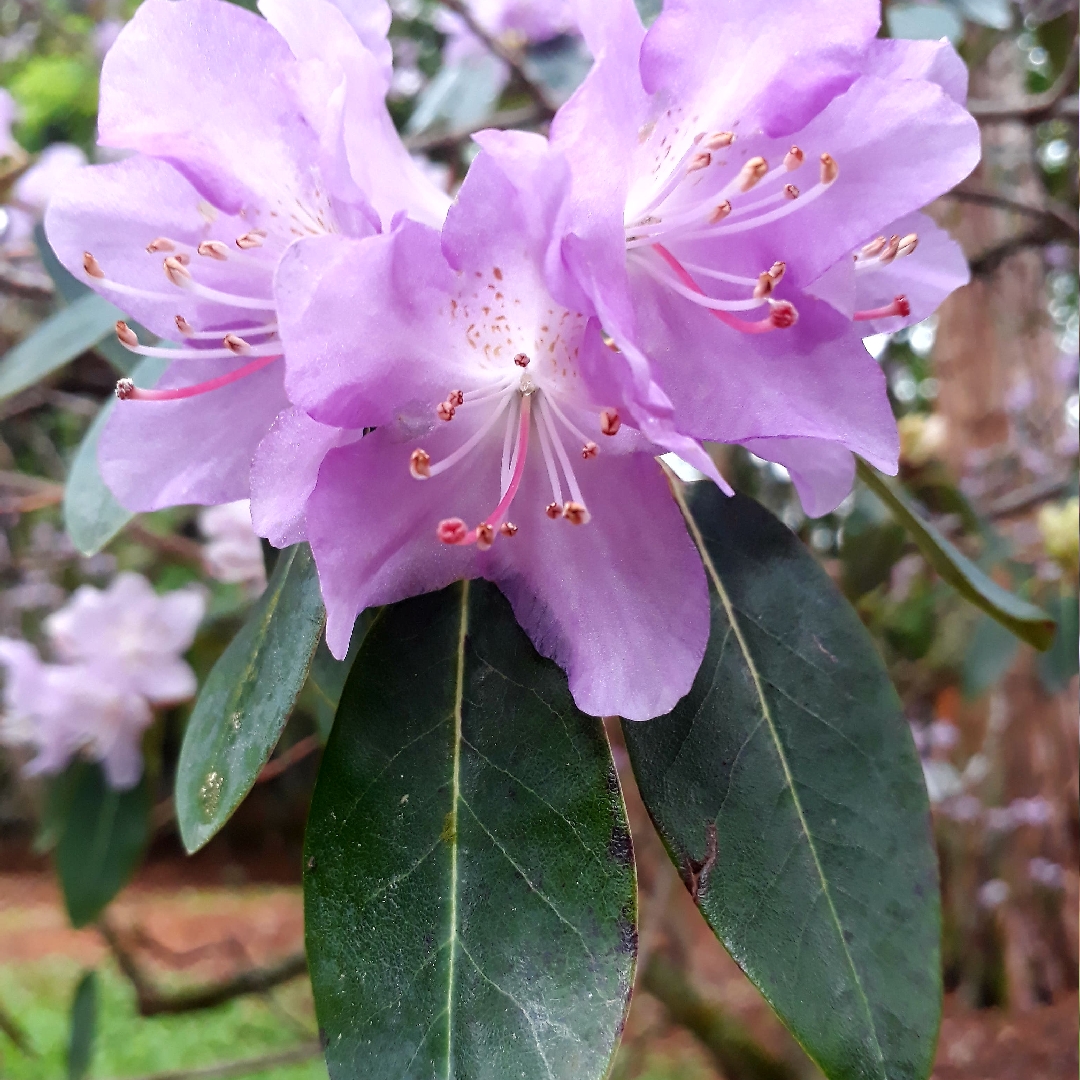 Rhododendron Oreotrephes in the GardenTags plant encyclopedia Rhododendron Oreotrephes in the GardenTags plant encyclopedia