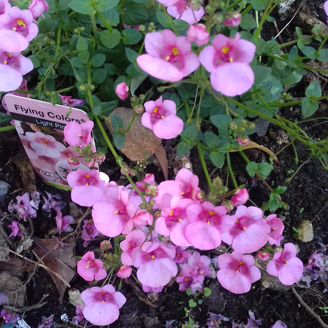 Diascia Flying Colours Light Pink in the GardenTags plant encyclopedia Twinspur Flying Colours Light Pink in the GardenTags plant encyclopedia