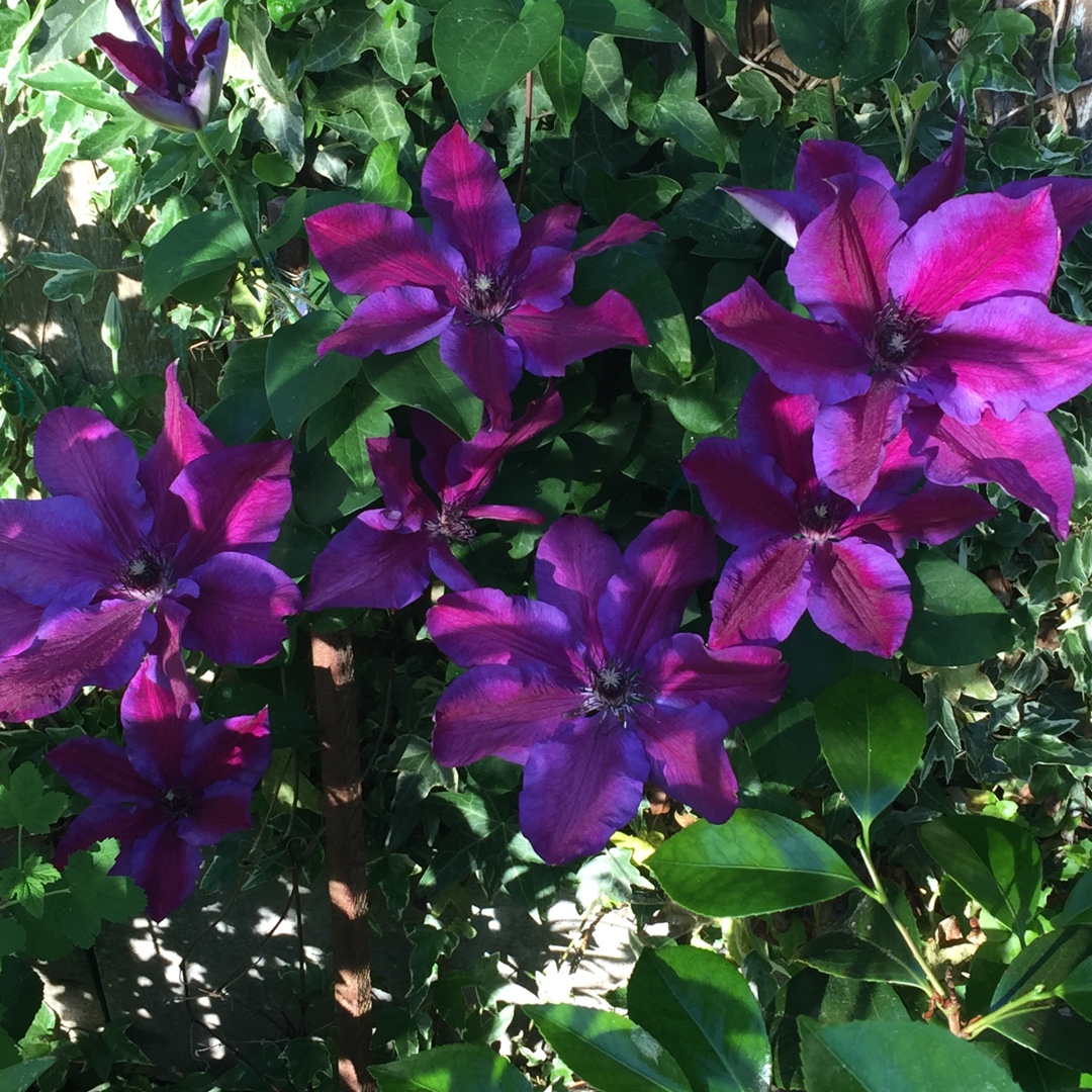 Clematis Horn Of Plenty in the GardenTags plant encyclopedia Clematis Horn Of Plenty in the GardenTags plant encyclopedia