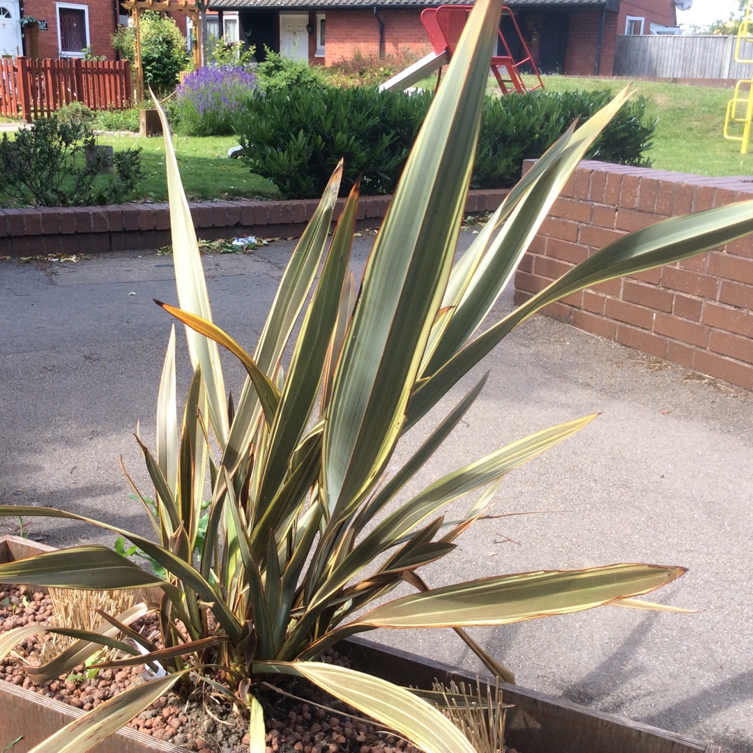 Phormium Alison Blackman in the GardenTags plant encyclopedia New Zealand Flax Alison Blackman in the GardenTags plant encyclopedia