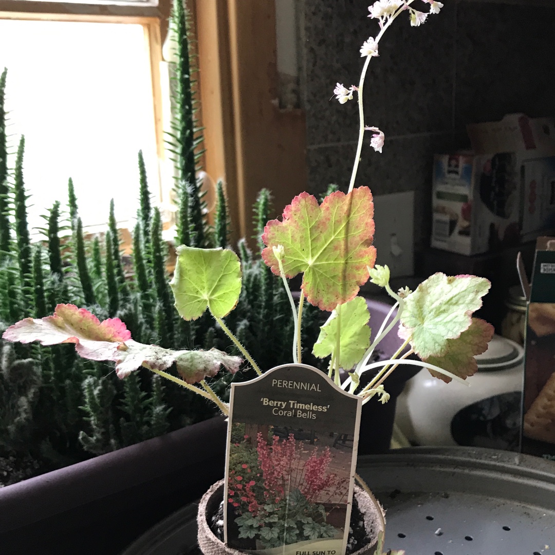 Heuchera Berry Timeless in the GardenTags plant encyclopedia Coral Bells Berry Timeless in the GardenTags plant encyclopedia
