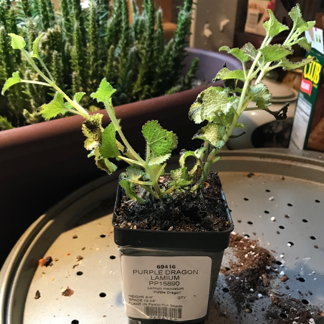 Dead Nettle Purple Dragon in the GardenTags plant encyclopedia