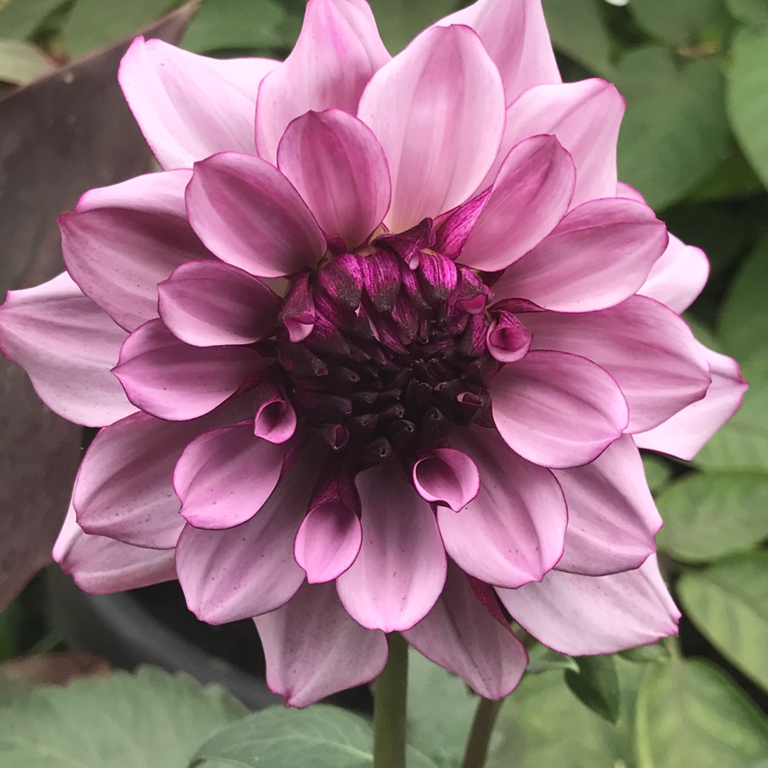 Dahlia Blackberry Crush in the GardenTags plant encyclopedia Dahlia Blackberry Crush in the GardenTags plant encyclopedia