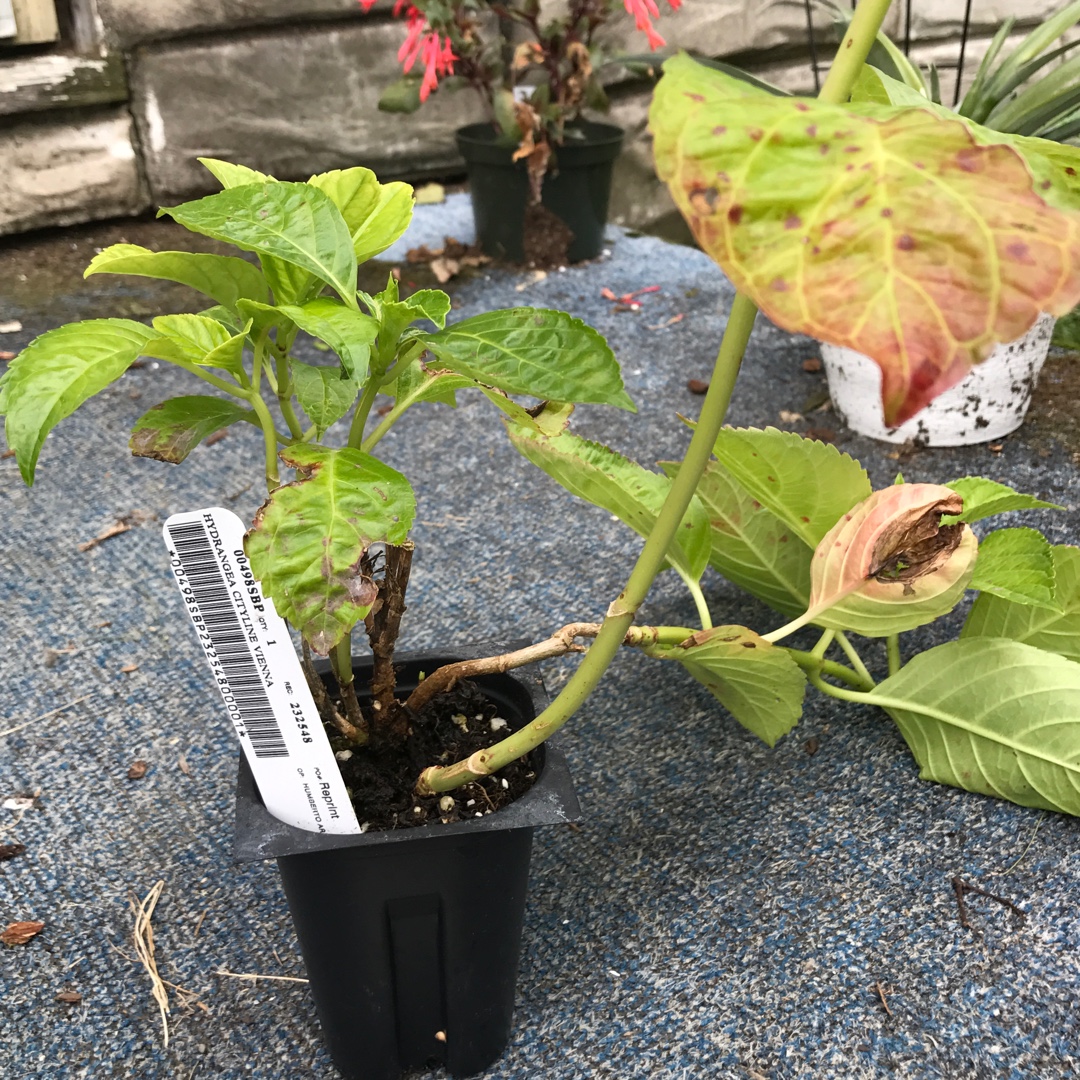 Hydrangea macrophylla Vienna Rawi syn. Hydrangea Cityline Vienna in the GardenTags plant encyclopedia Hydrangea Cityline Vienna in the GardenTags plant encyclopedia