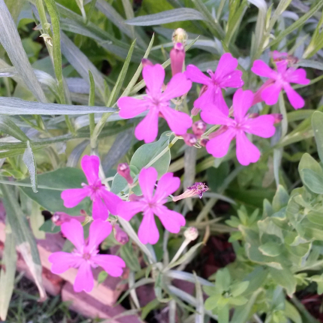 Silene armeria in the GardenTags plant encyclopedia Sweet William Catchfly in the GardenTags plant encyclopedia
