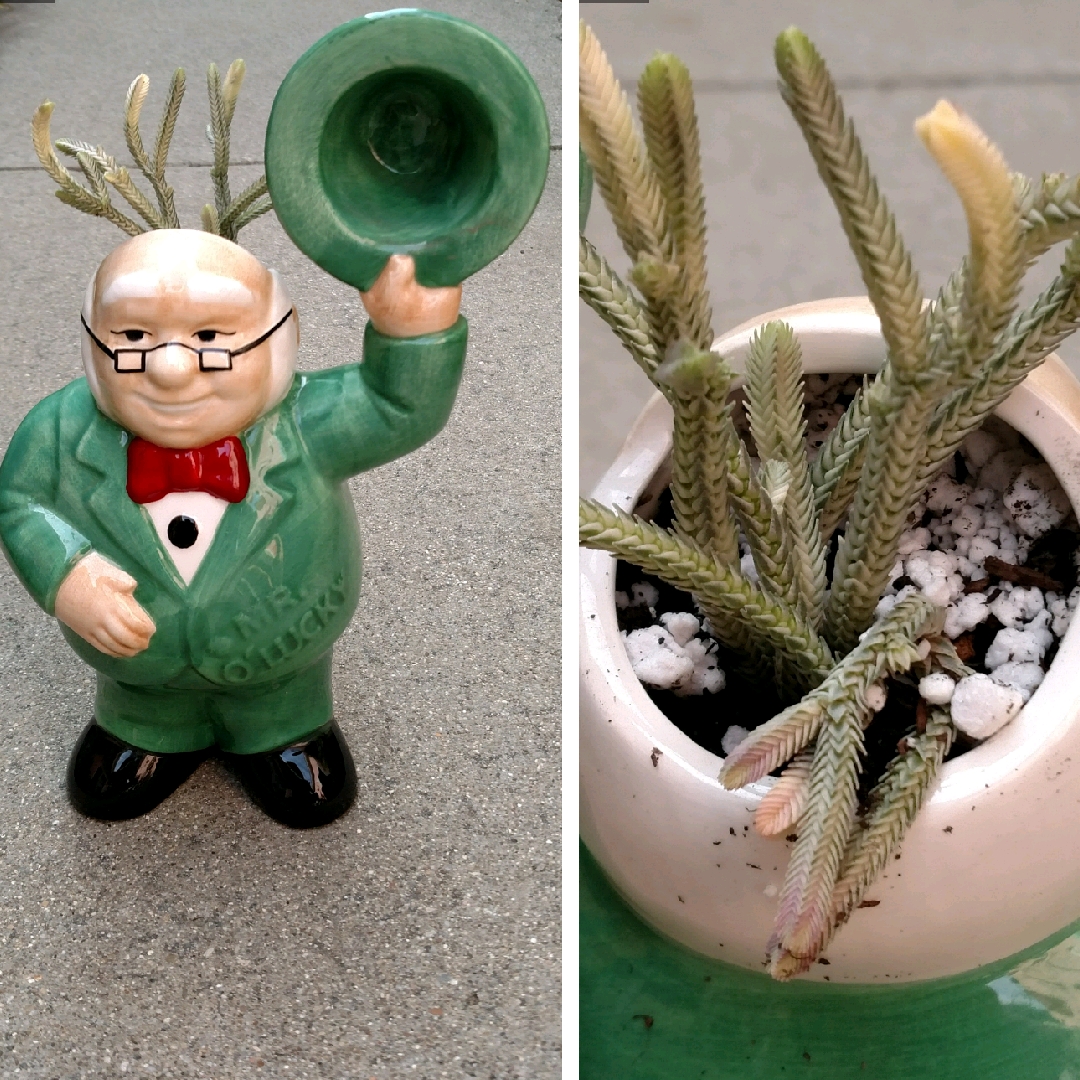 Crassula muscosa var. variegata in the GardenTags plant encyclopedia Watch Chain in the GardenTags plant encyclopedia