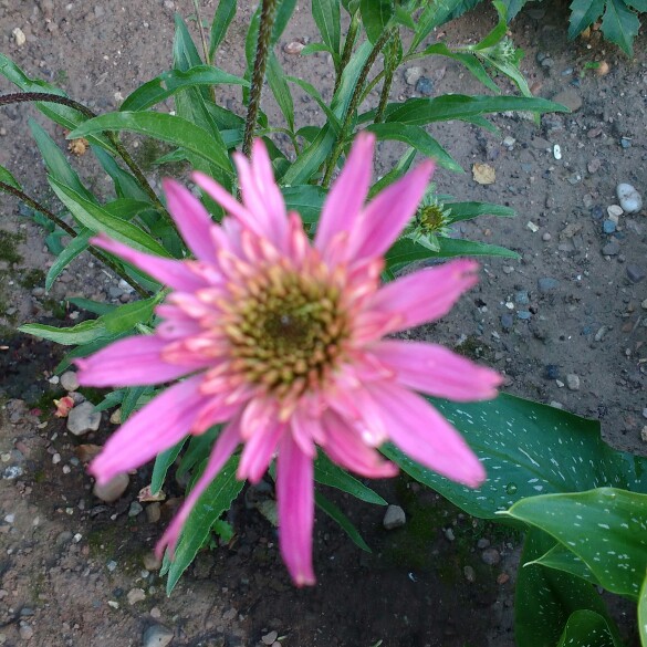 Echinacea Marmalade in the GardenTags plant encyclopedia Coneflower Marmalade in the GardenTags plant encyclopedia