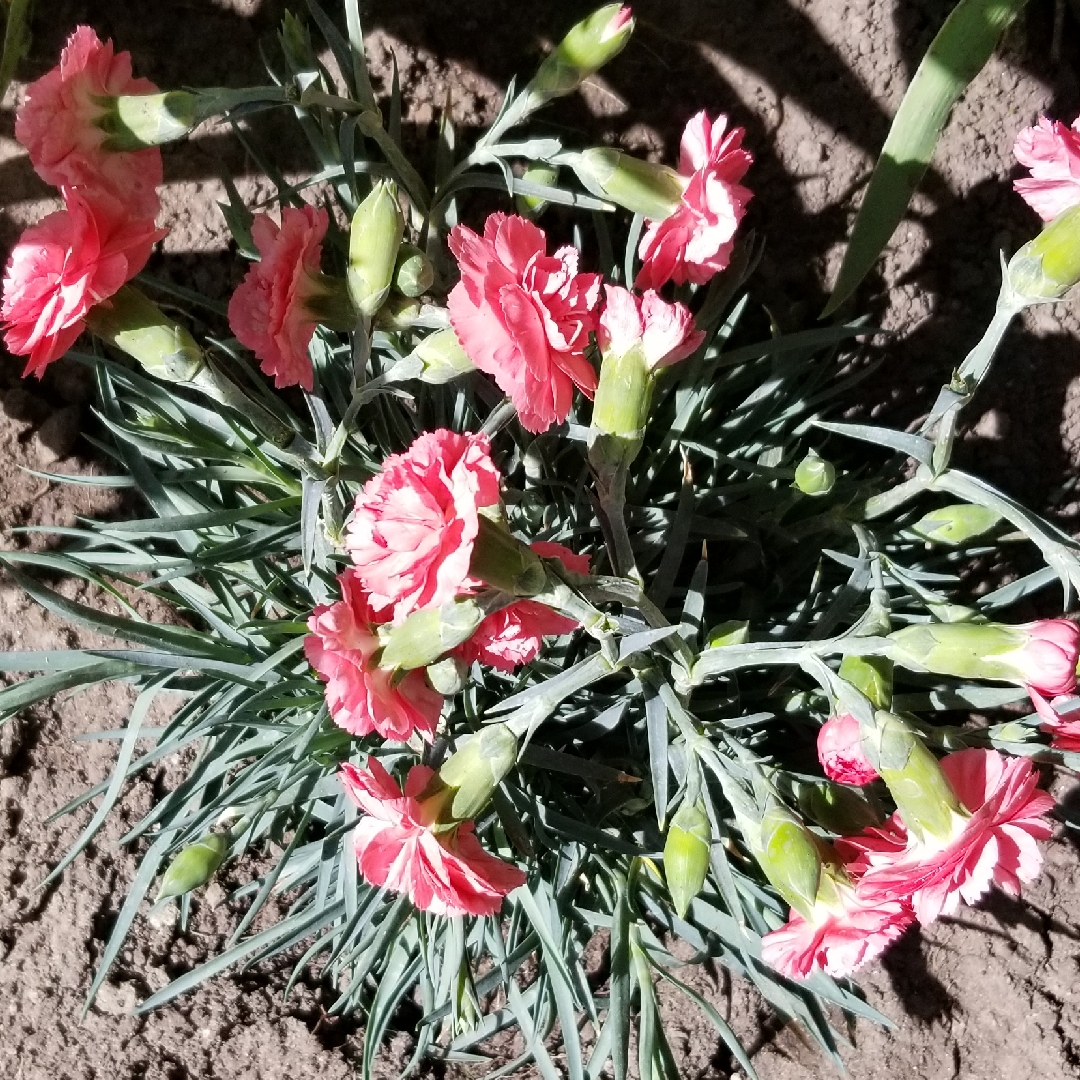 Dianthus caryophyllus Rosie cheeks in the GardenTags plant encyclopedia Carnation Rosie cheeks in the GardenTags plant encyclopedia