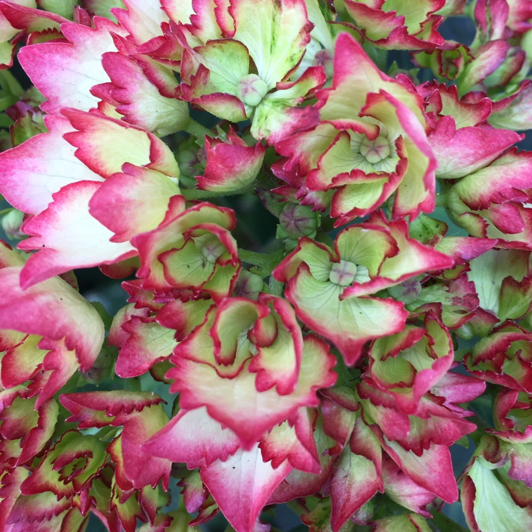 Hydrangea macrophylla Cocktail (Rendez-vous Series) in the GardenTags plant encyclopedia Hydrangea Cocktail in the GardenTags plant encyclopedia