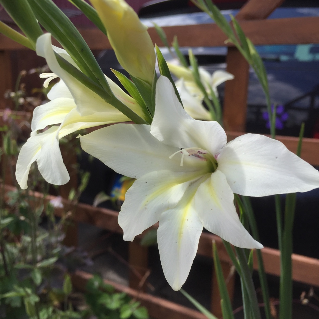 Gladiolus x colvillii Bride in the GardenTags plant encyclopedia Gladioli Bride (Colvillii) in the GardenTags plant encyclopedia