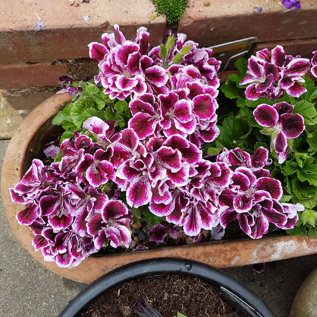 Pelargonium Imperial Butterfly in the GardenTags plant encyclopedia Pelargonium Imperial Butterfly (Angel Scented) in the GardenTags plant encyclopedia