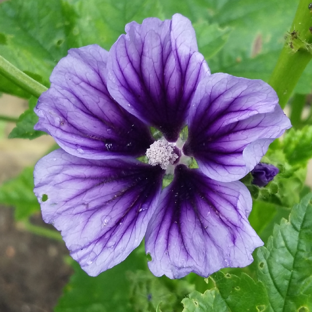Malva sylvestris Blue Fountain in the GardenTags plant encyclopedia Woodland Mallow Blue Fountain in the GardenTags plant encyclopedia