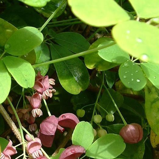 Akebia quinata in the GardenTags plant encyclopedia Chocolate Vine in the GardenTags plant encyclopedia