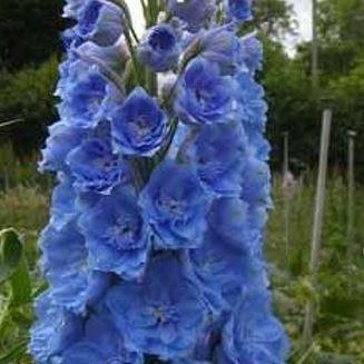 Delphinium elatum Skyline in the GardenTags plant encyclopedia Delphinium Skyline in the GardenTags plant encyclopedia